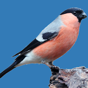 Tuinvogels Tuinvogels