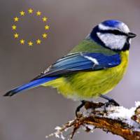 Ecoguide - birds of Europe